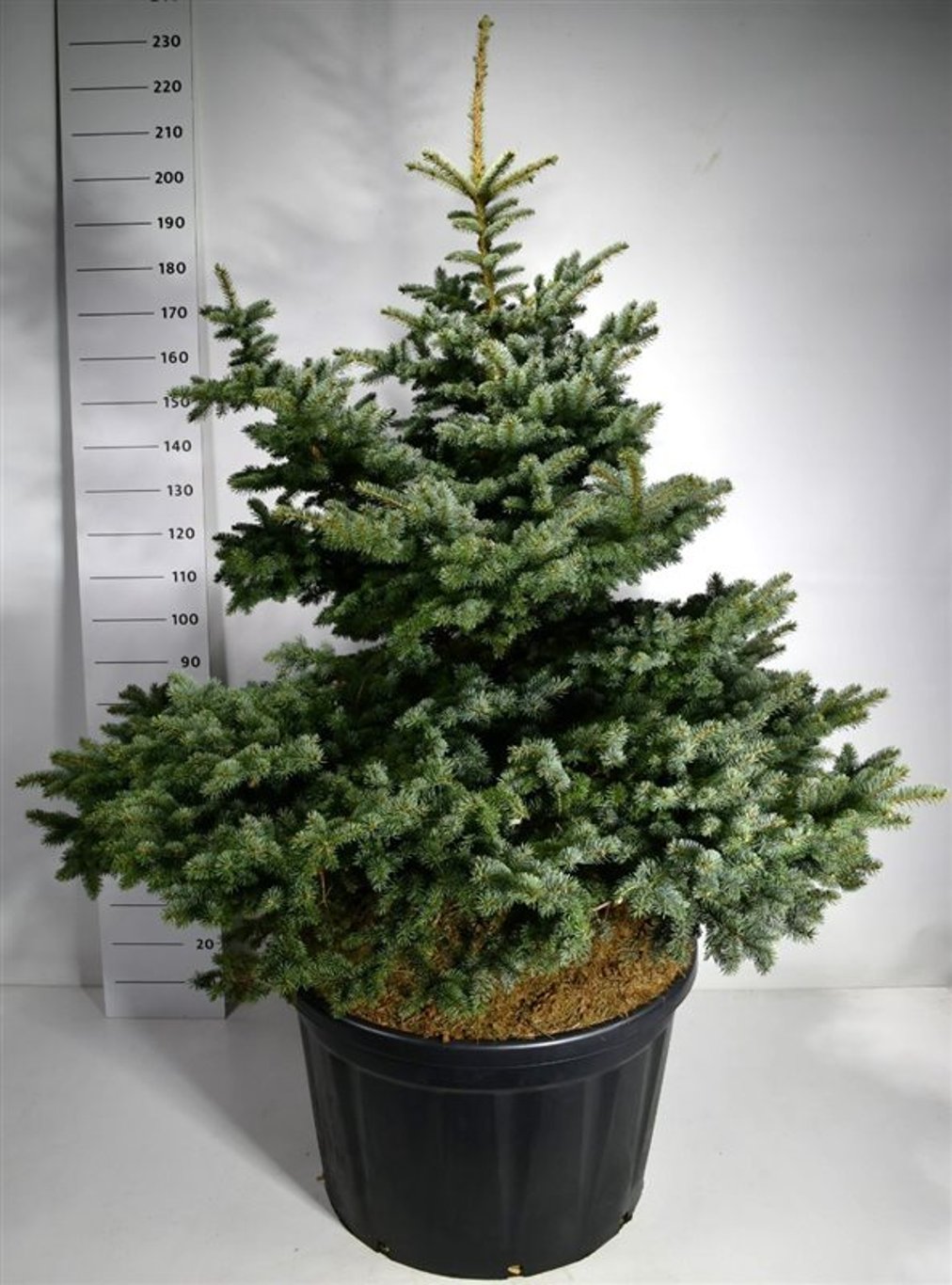 Picea pungens 'Montgomery' - 150-175 CM in Cont.